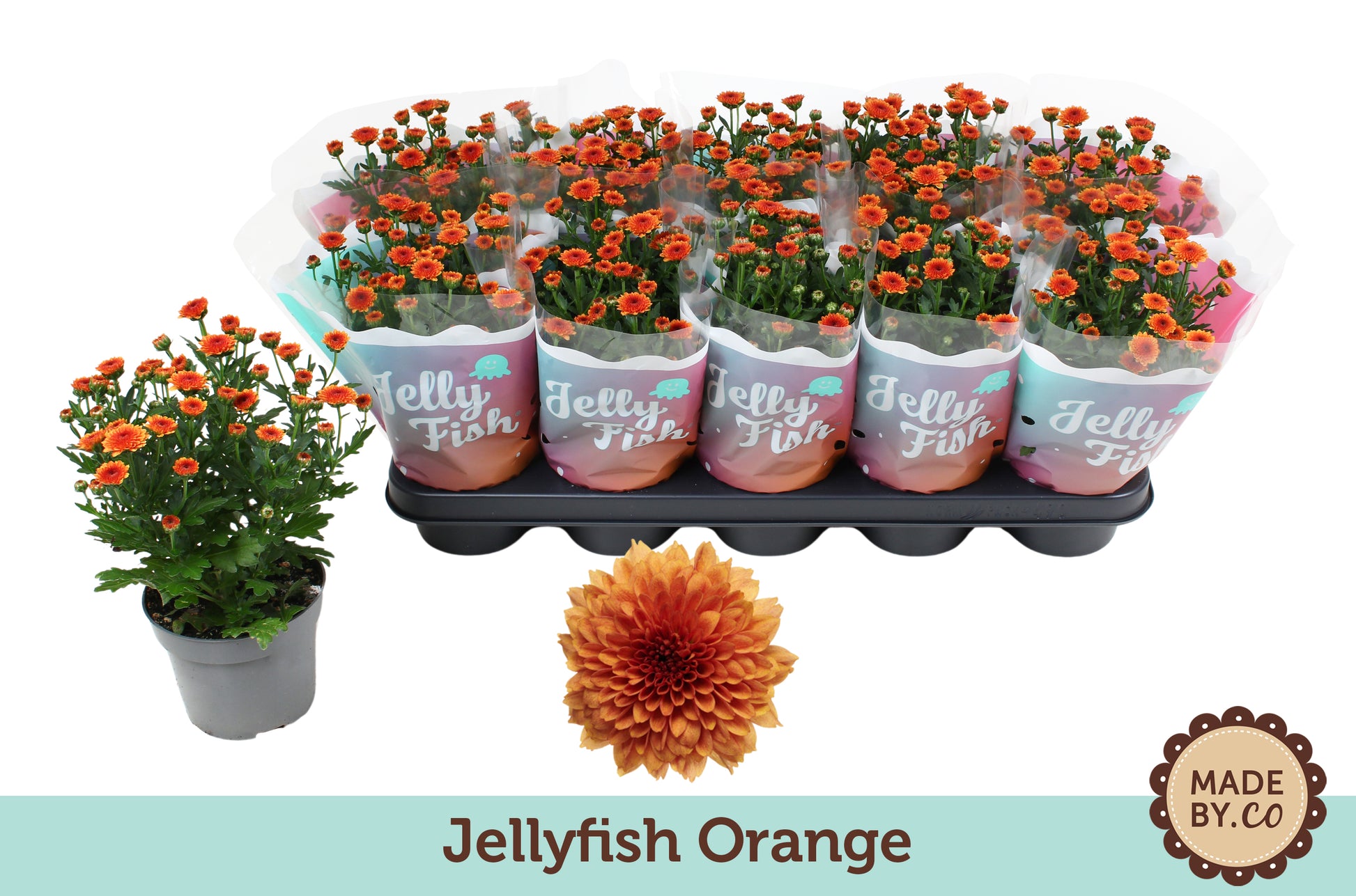 Chrysanthemum Jellyfish Orange 25cm 12cm Pot