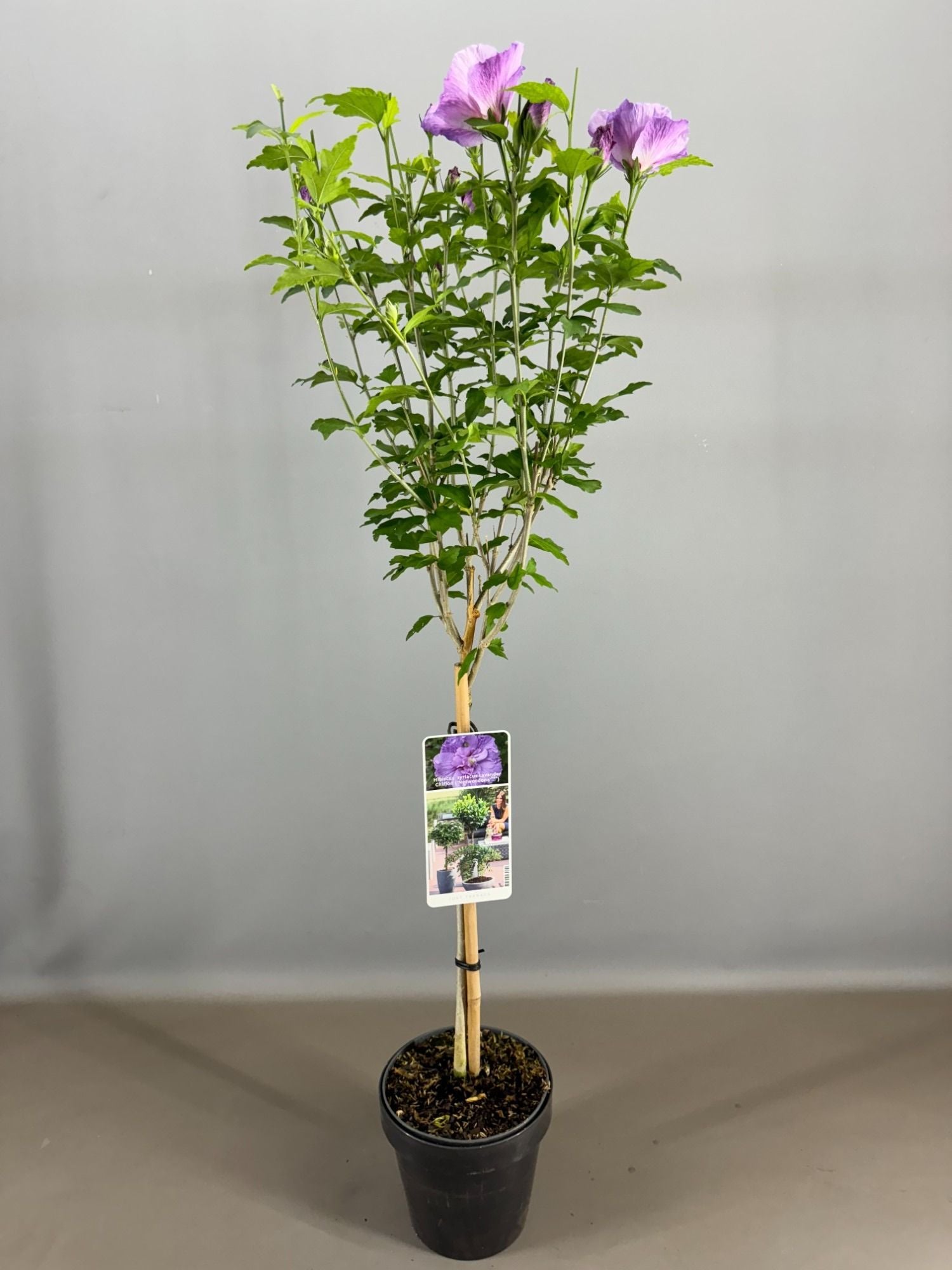 Hibiscus syriacus mix 85cm 19cm Pot
