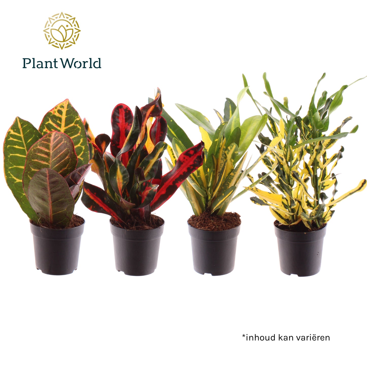 Codiaeum variegatum 20cm 7cm Pot