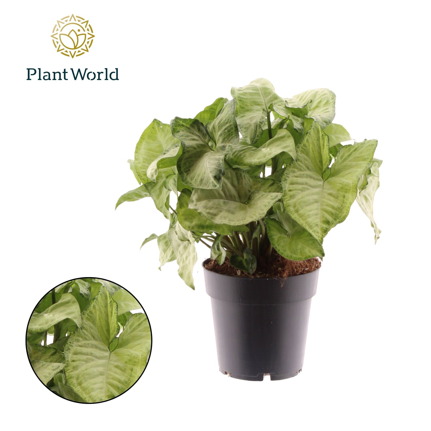 Syngonium White Butterfly 30cm 14cm Pot