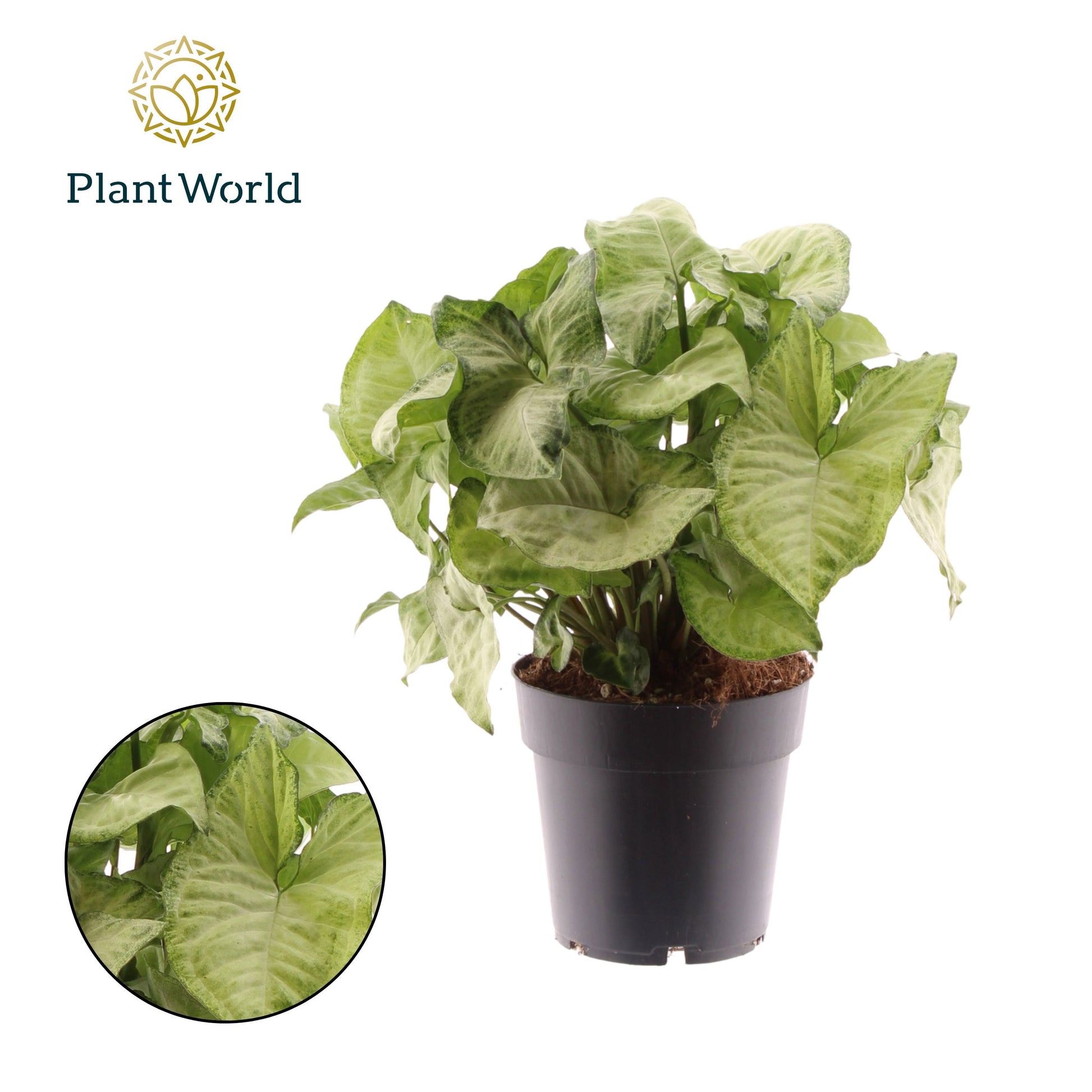 Syngonium White Butterfly 30cm 14cm Pot