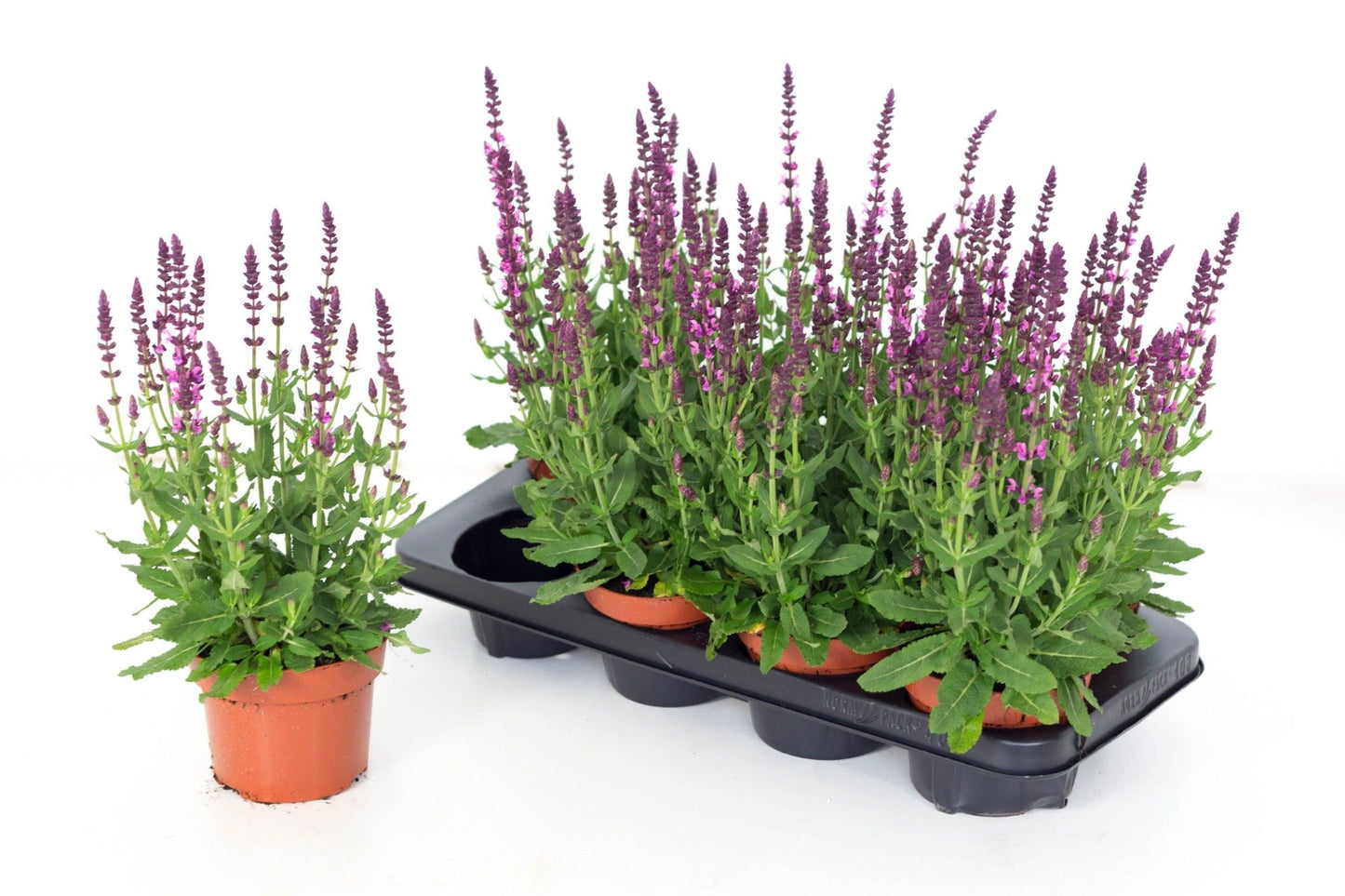 Salvia nemorosa 30cm 13cm Pot