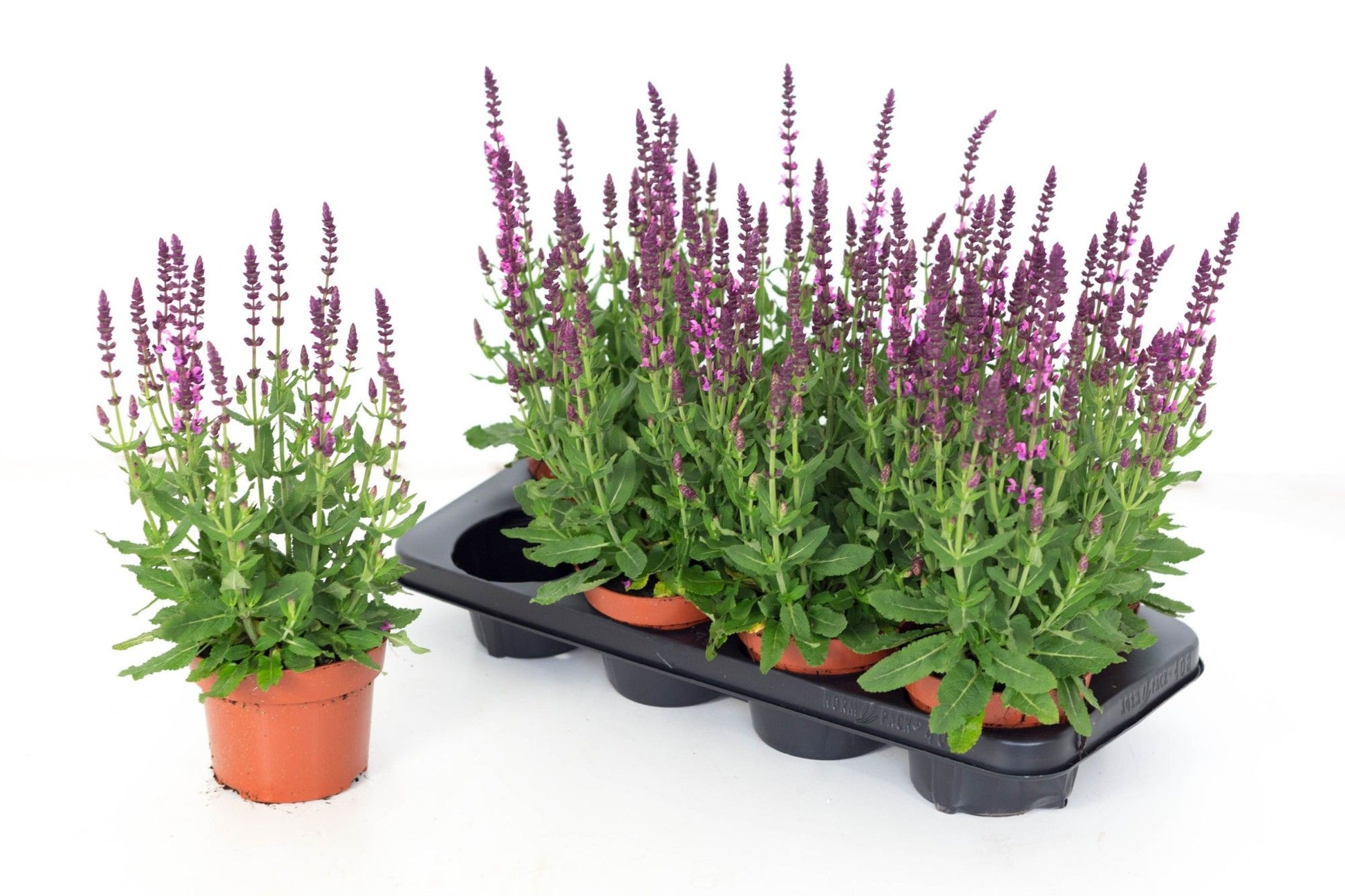 Salvia nemorosa 30cm 13cm Pot