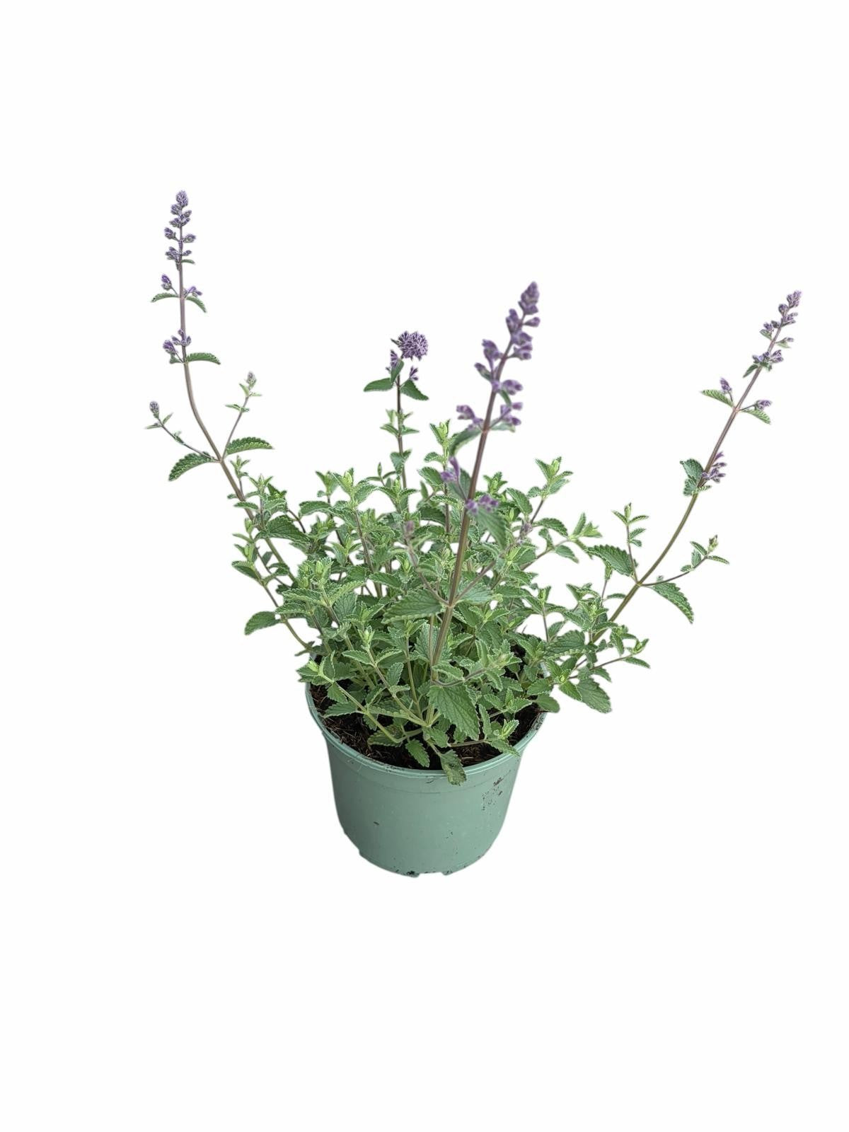 Nepeta faa. Walker's Low 30cm 17cm Pot