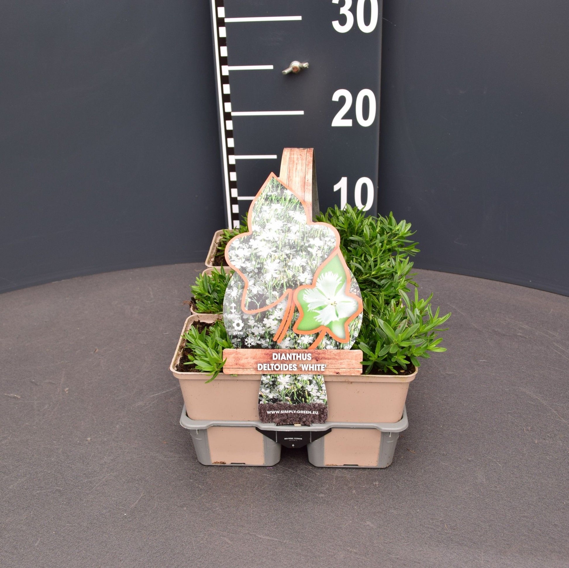 Dianthus deltoides 6-pack 5cm 9cm Pot