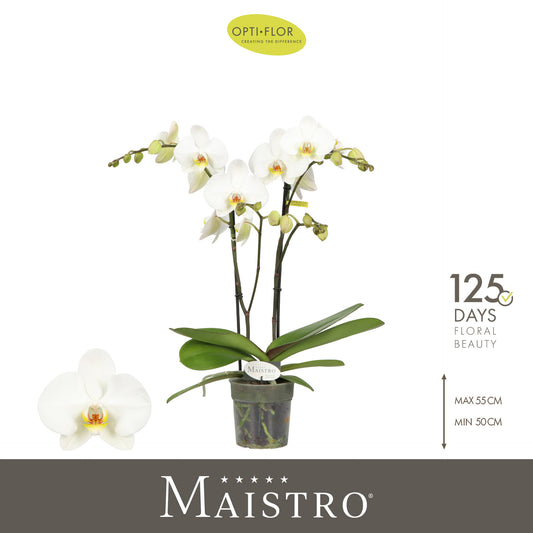 Phalaenopsis Maistro 50cm 12cm Pot