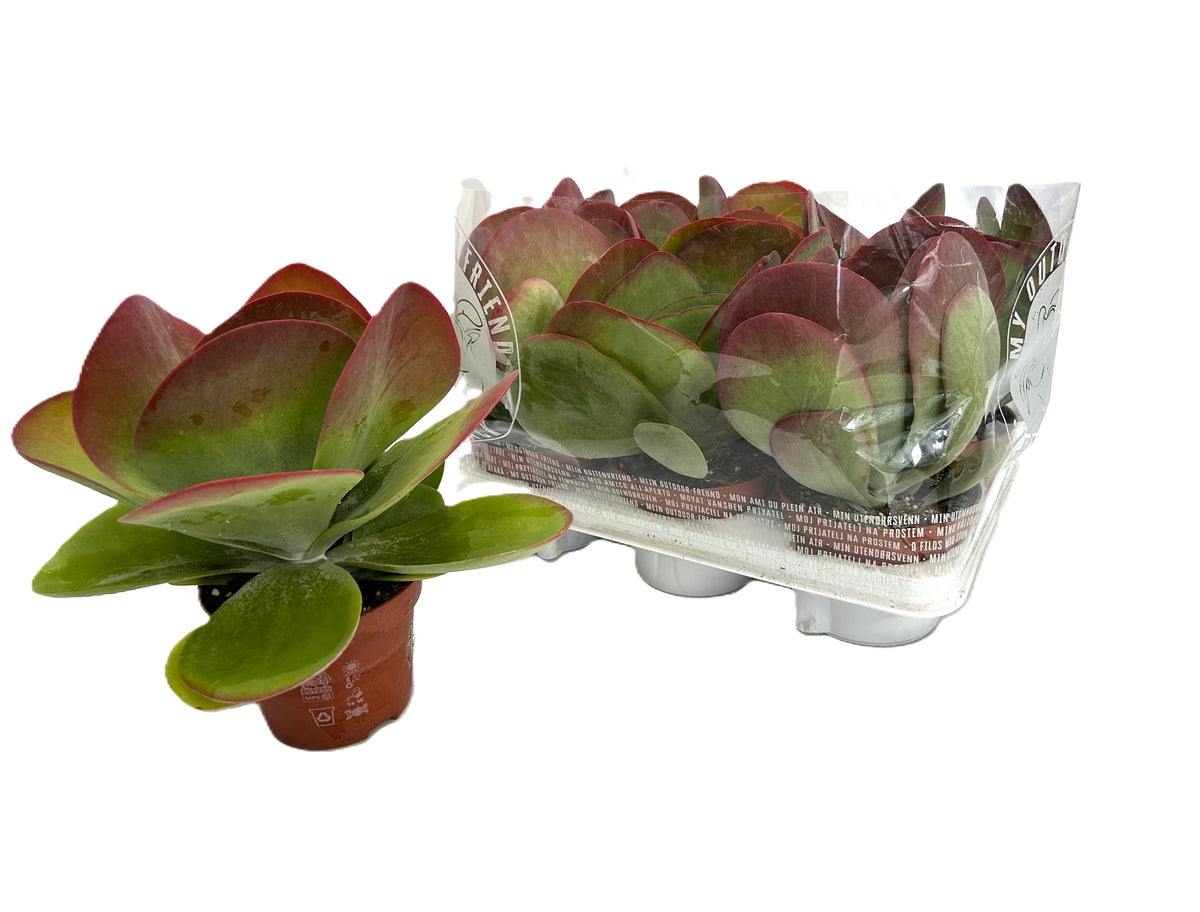 Kalanchoe thyrsiflora 22cm 13cm Pot