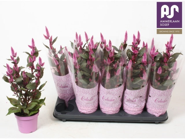 Celosia Merida Pink 38cm 12cm Pot