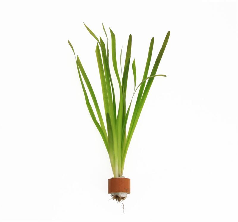 Vallisneria asiatica 5cm 2cm Pot