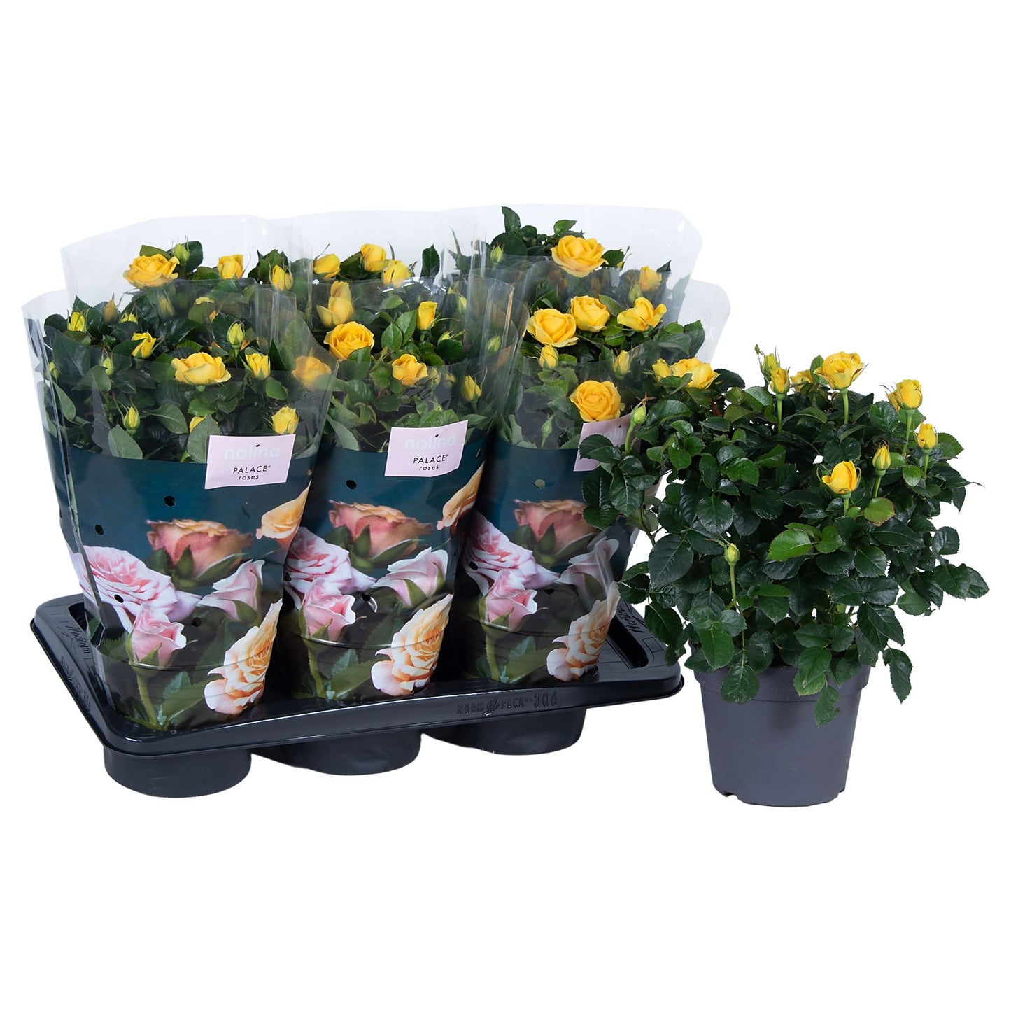 Rosa Palace yellow 45cm 17cm Pot
