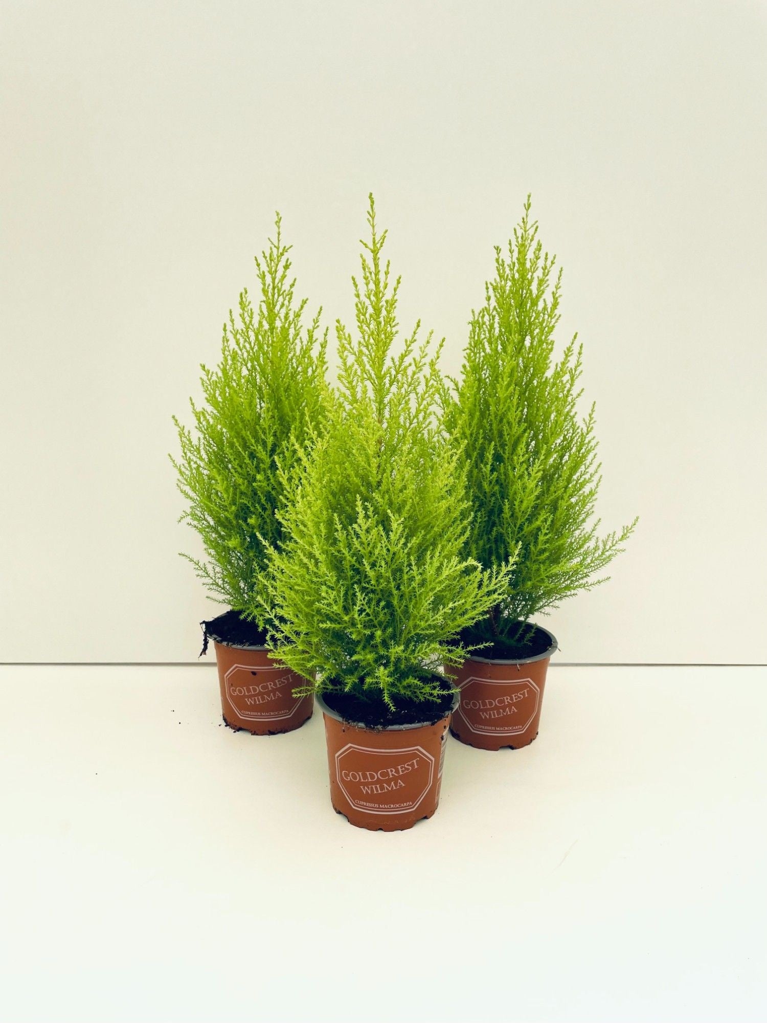 Cupressus macr. Goldcrest 45cm 12cm Pot