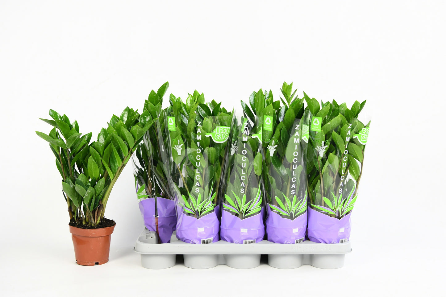 Mart van der Voort Zamioculcas zamiifolia Pack of 10