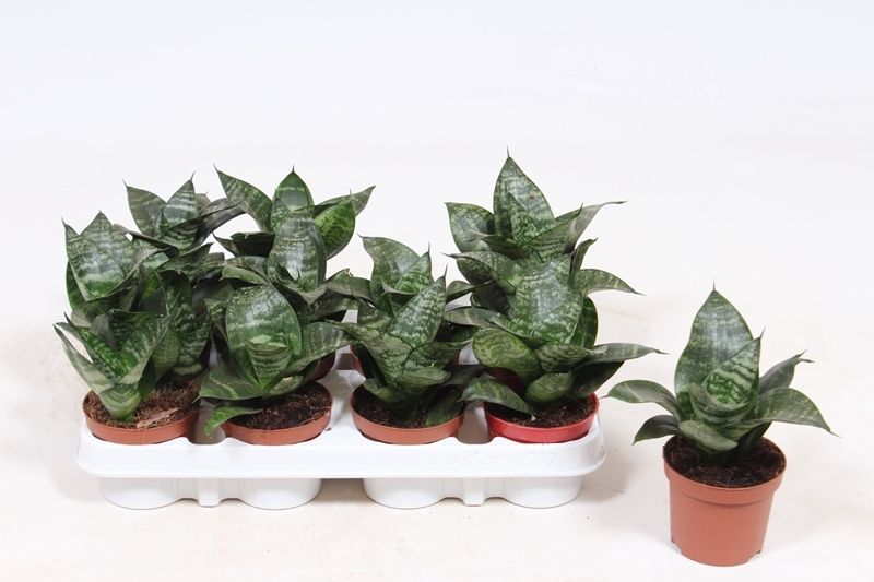Sansevieria Hahnii 18cm 9cm Pot
