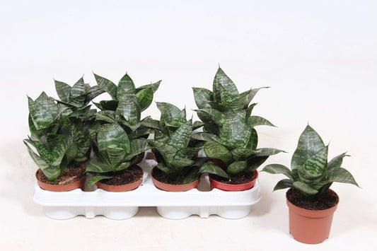 Sansevieria Hahnii 18cm 9cm Pot