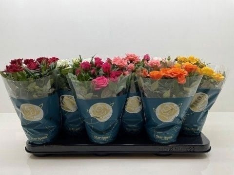 Rosa Star mix 26cm 10.5cm Pot