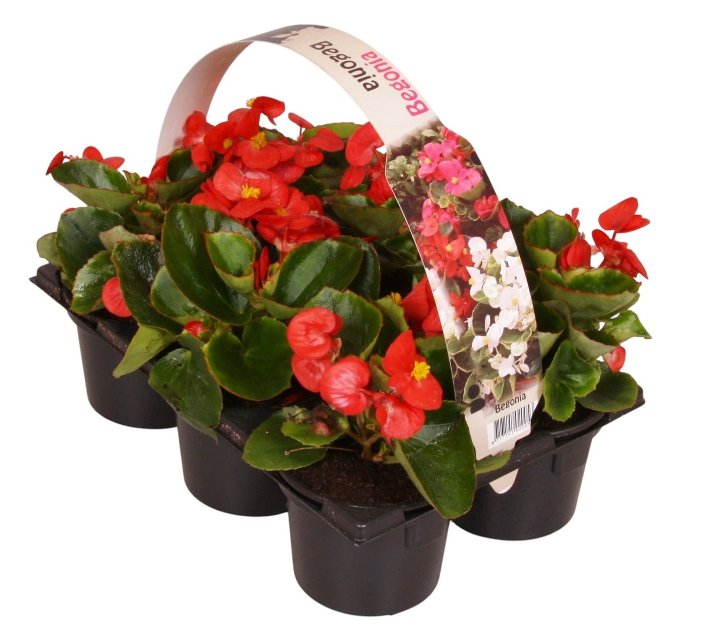Begonia semp. green leaf red 15cm 9cm Pot