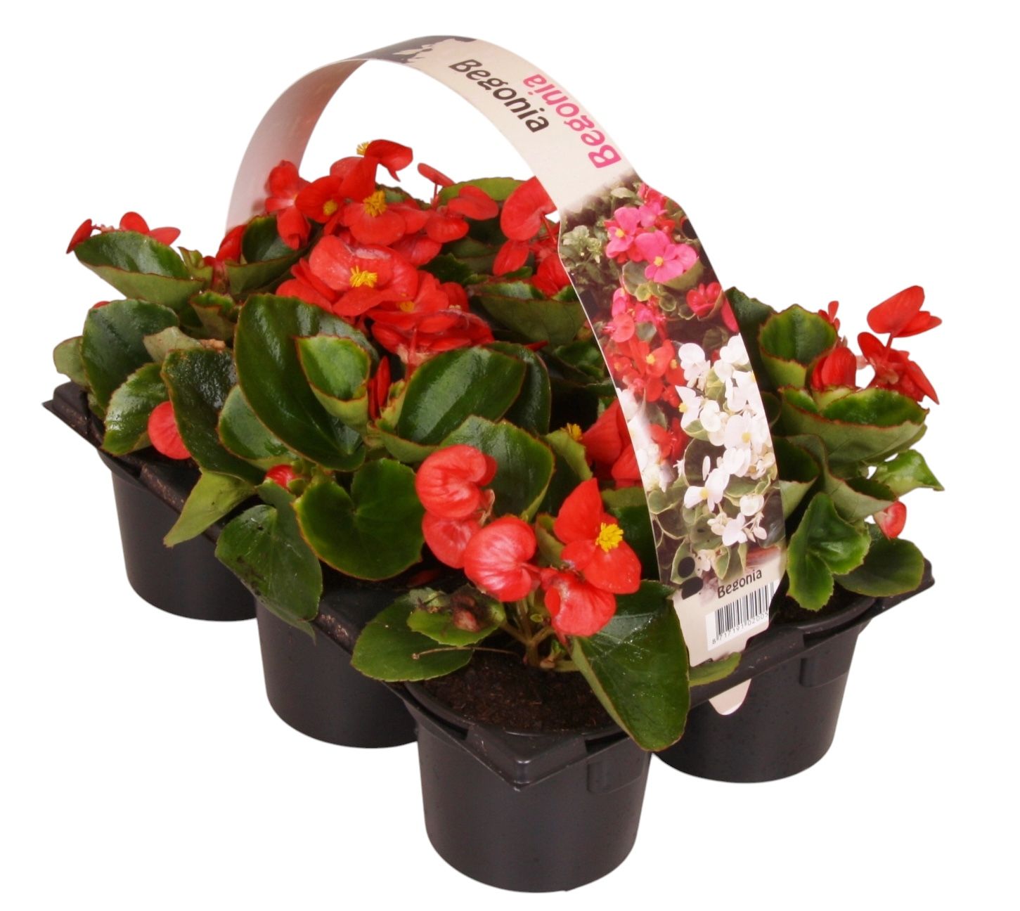 Begonia semp. green leaf red 15cm 9cm Pot