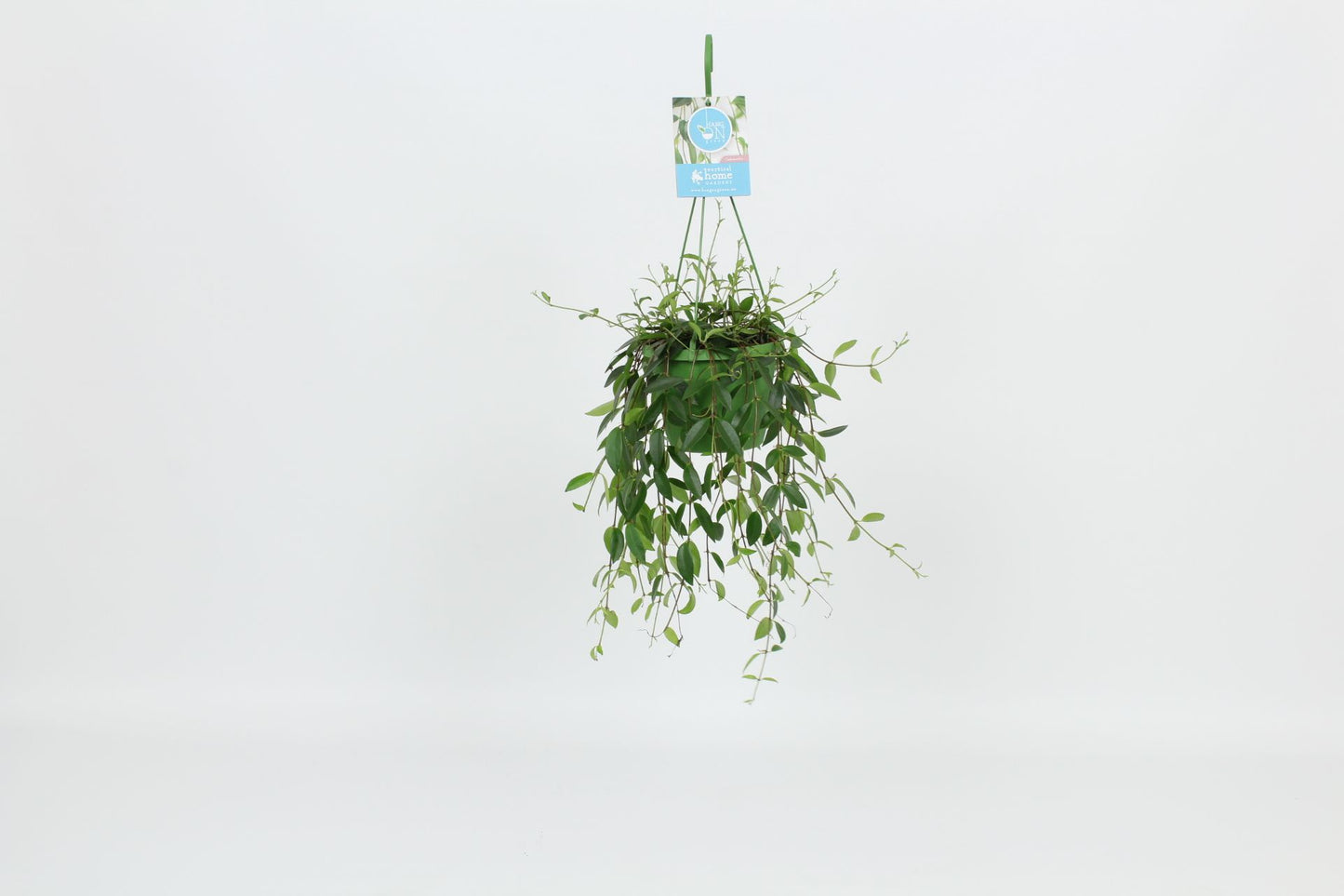 Codonanthe crassifolia 30cm 14cm Pot