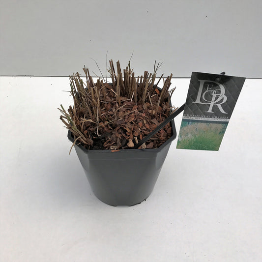 Miscanthus sin. Kleine Silberspinne 70cm 23cm Pot