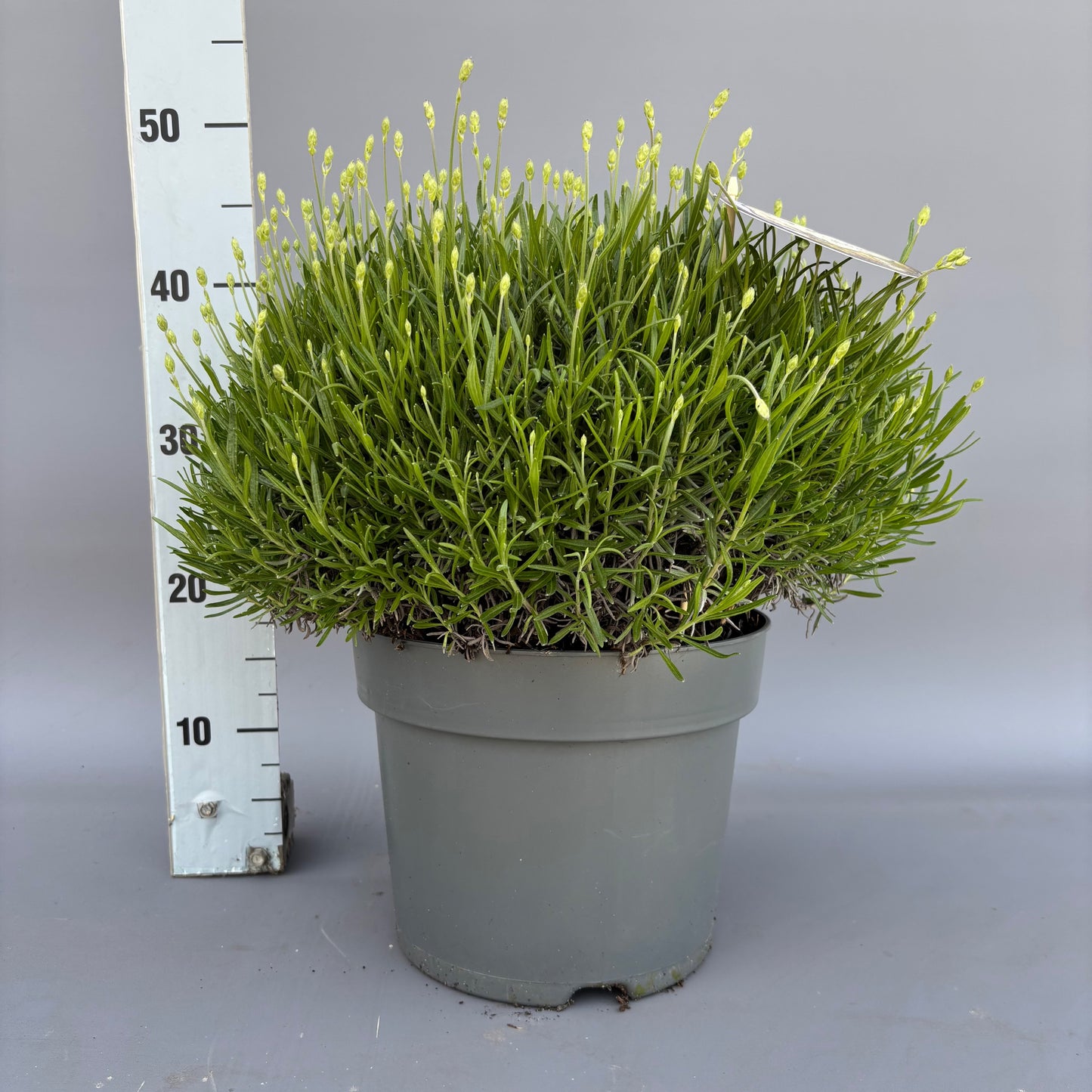 Lavandula Hidcote 40cm 26cm Pot