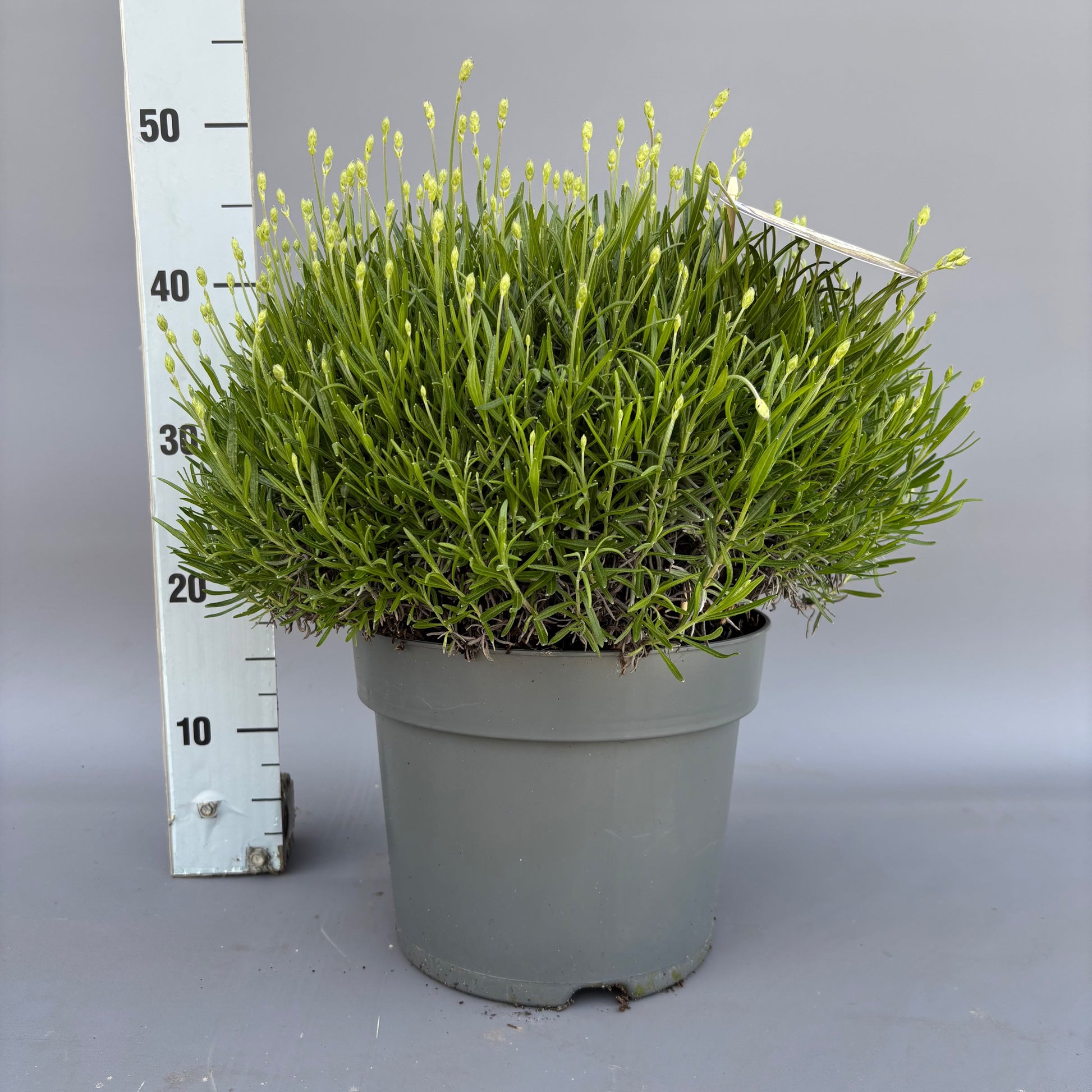 Lavandula Hidcote 40cm 26cm Pot