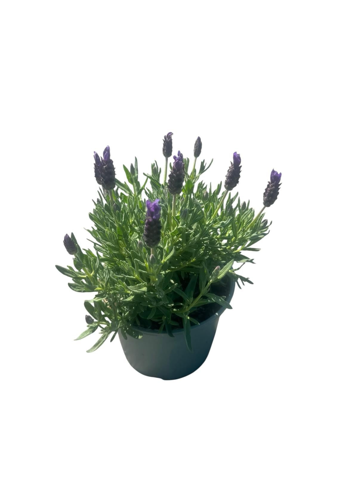 Lavandula st. Lamorosia Purple Flag 30cm 17cm Pot