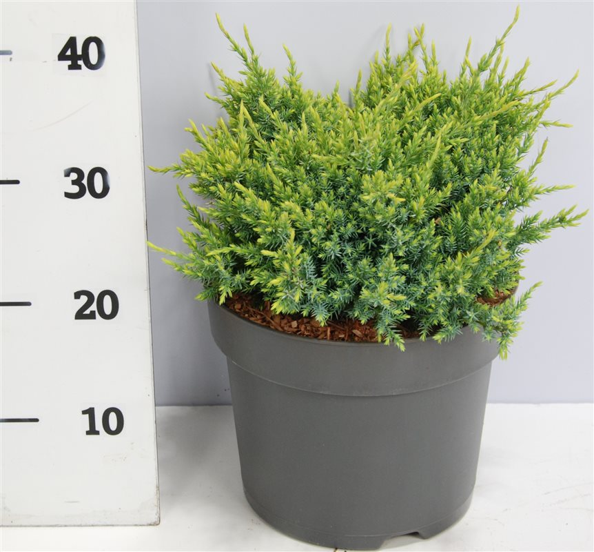 Juniperus squ. Holger 40cm 26cm Pot