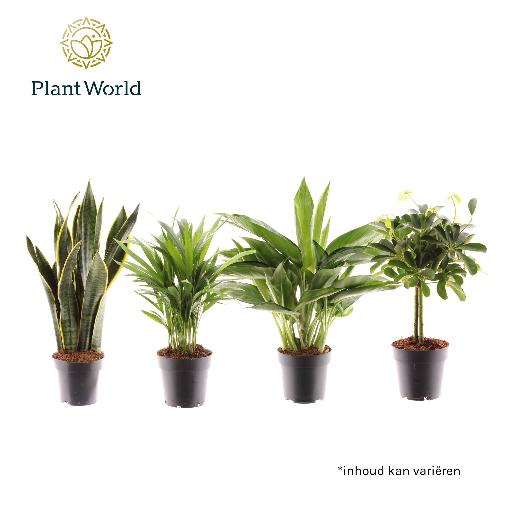 Houseplants Jamaica mix 45cm 14cm Pot