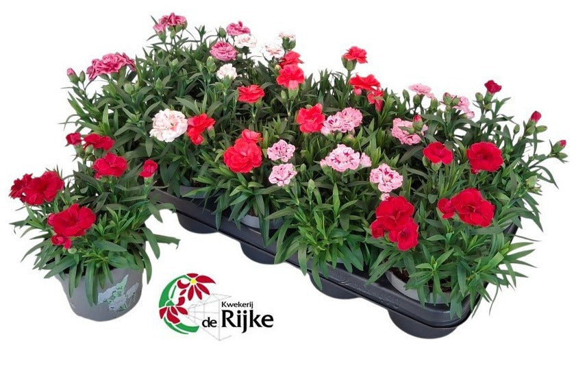 Dianthus Oscar mix 20cm 12cm Pot
