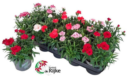 Dianthus Oscar mix 20cm 12cm Pot
