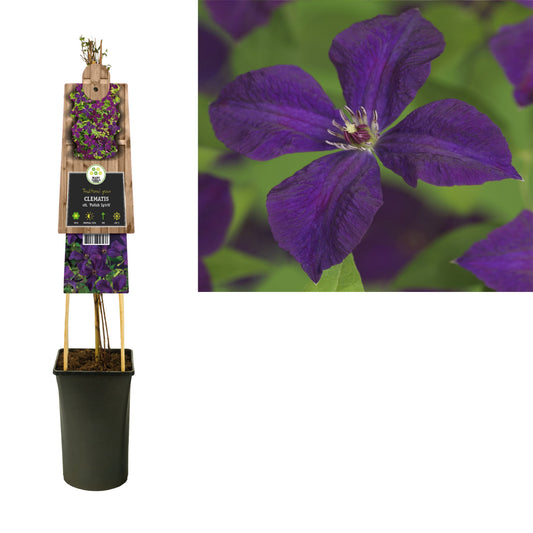 Clematis vit. Polish Spirit 75cm 17cm Pot