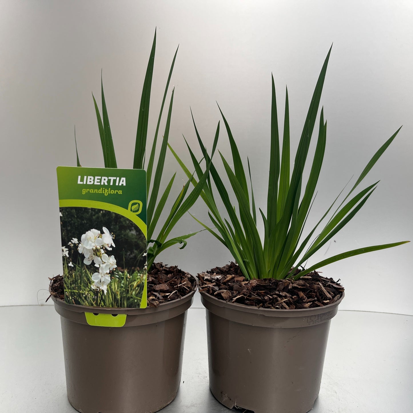 Libertia grandiflora 35cm 17cm Pot