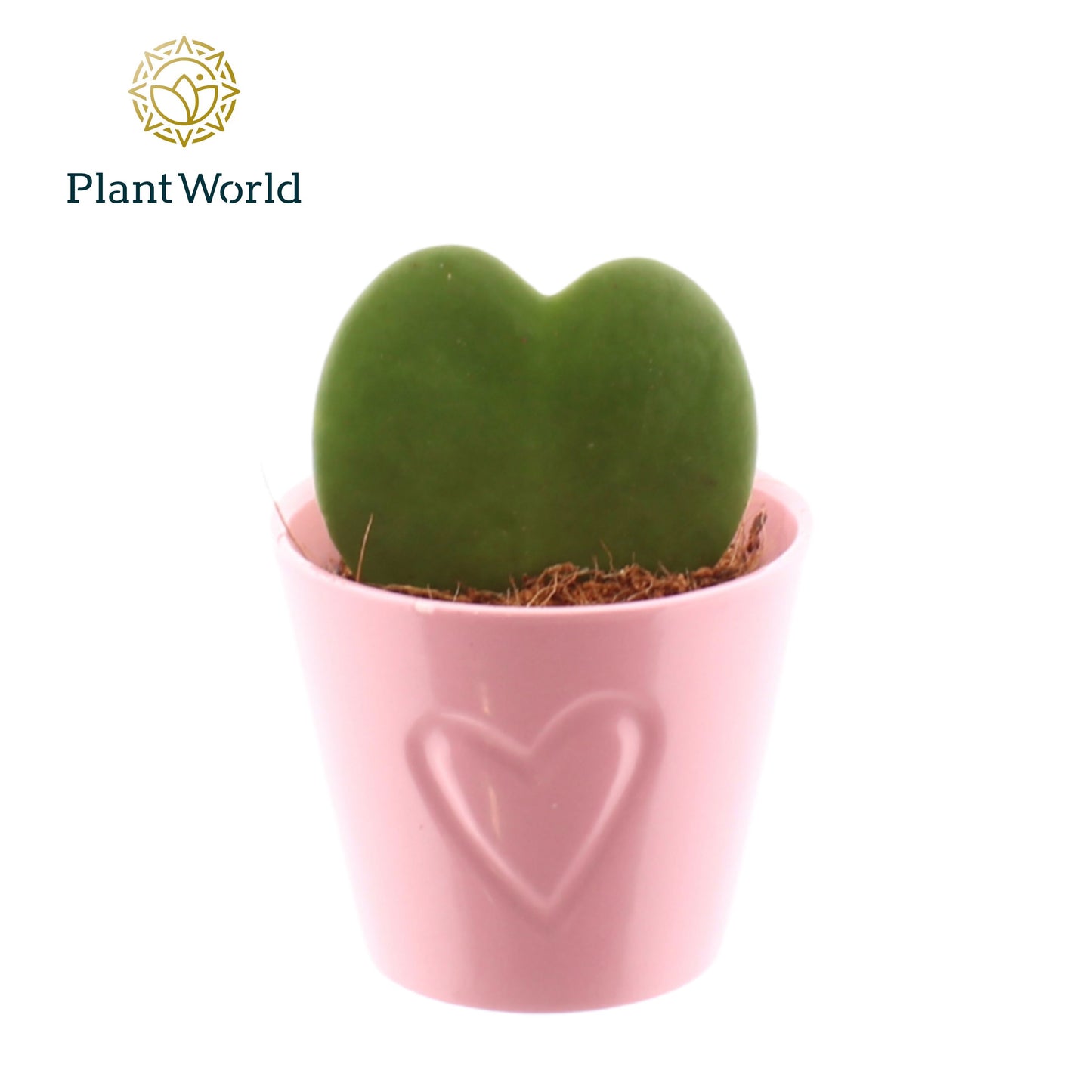 Hoya kerrii (+ drp.Rotterdam) 13cm 7cm Pot