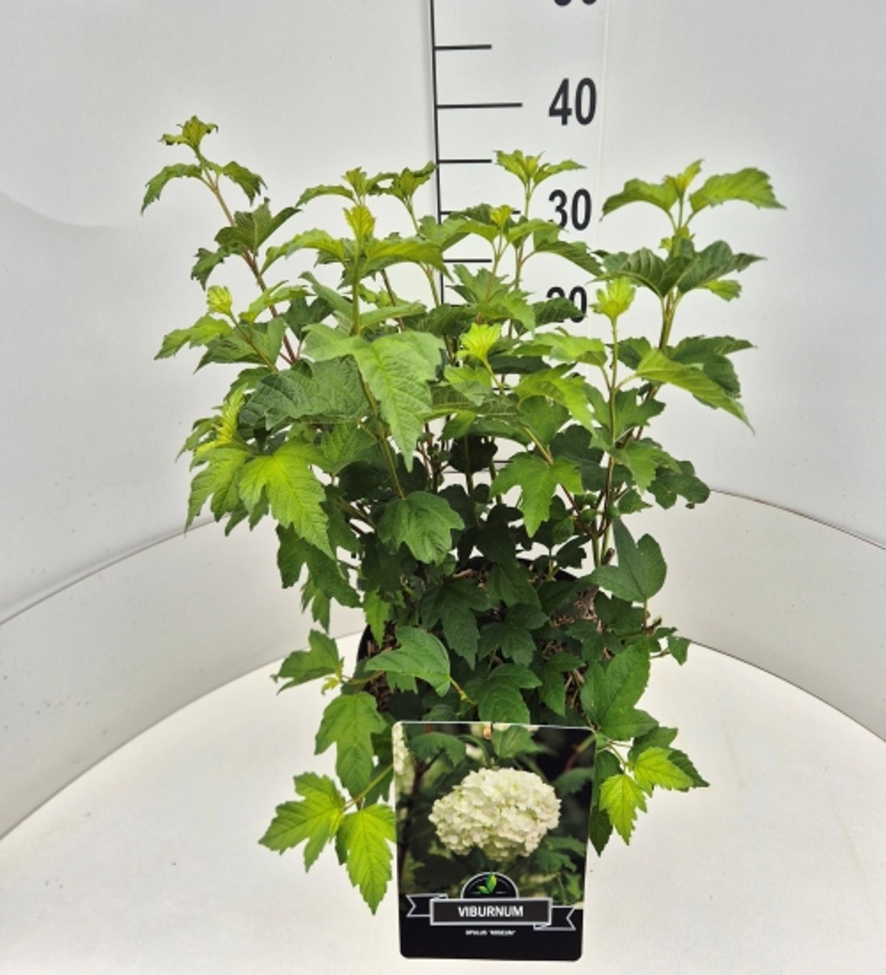 Viburnum op. Roseum 60cm 28cm Pot