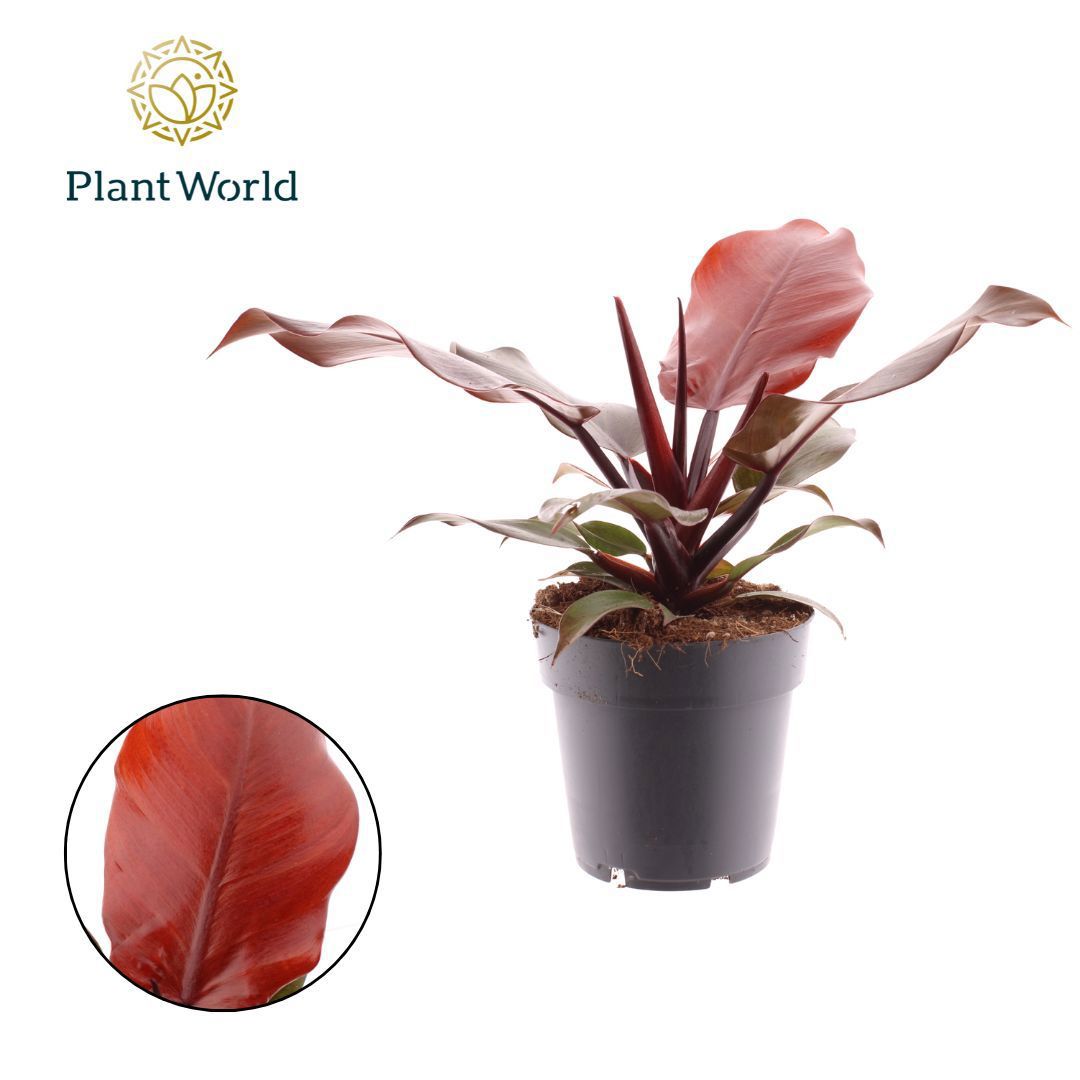 Philodendron scandens 30cm 14cm Pot