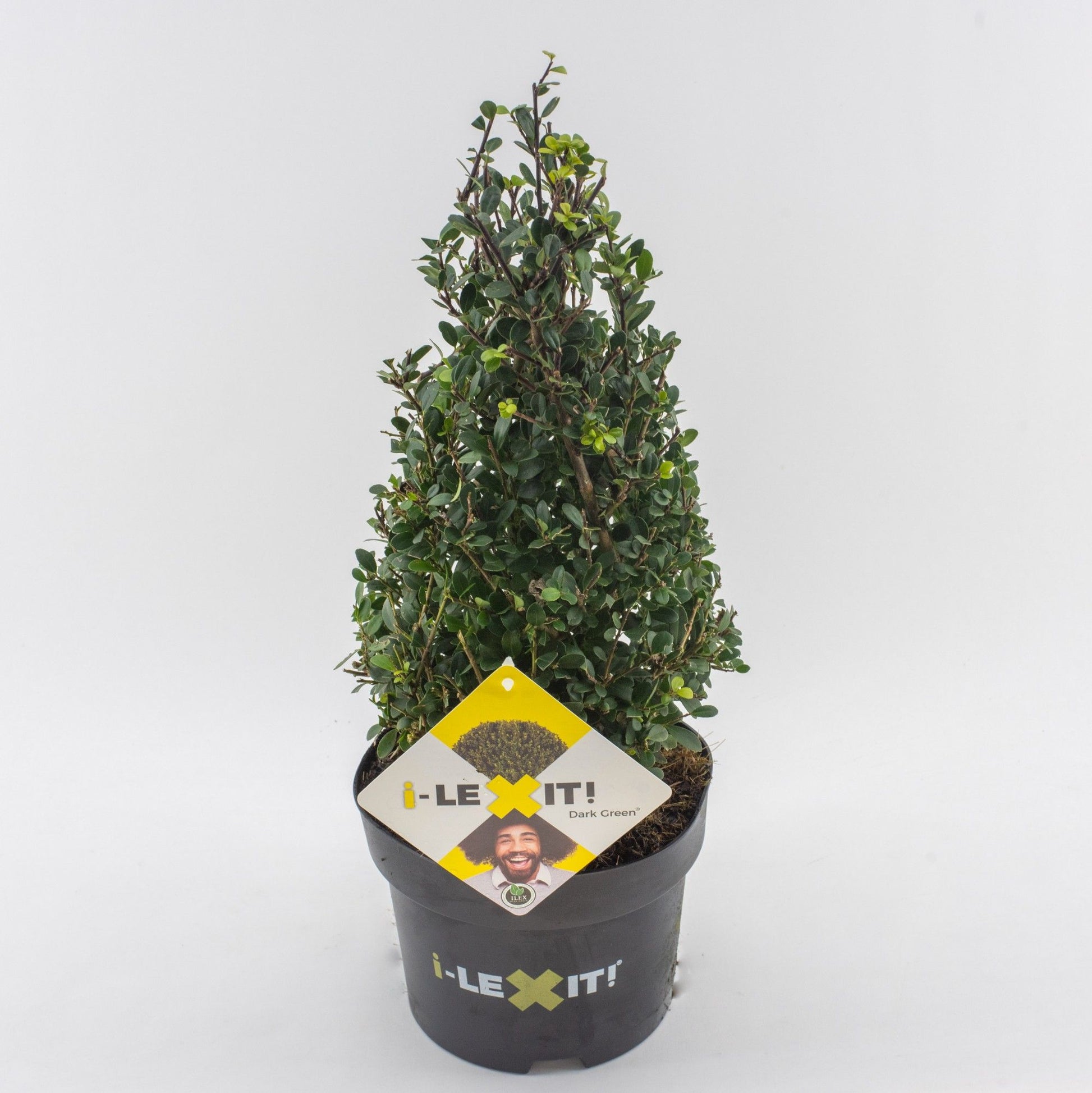 Ilex crenata Dark Green Pyramid 55cm 19cm Pot