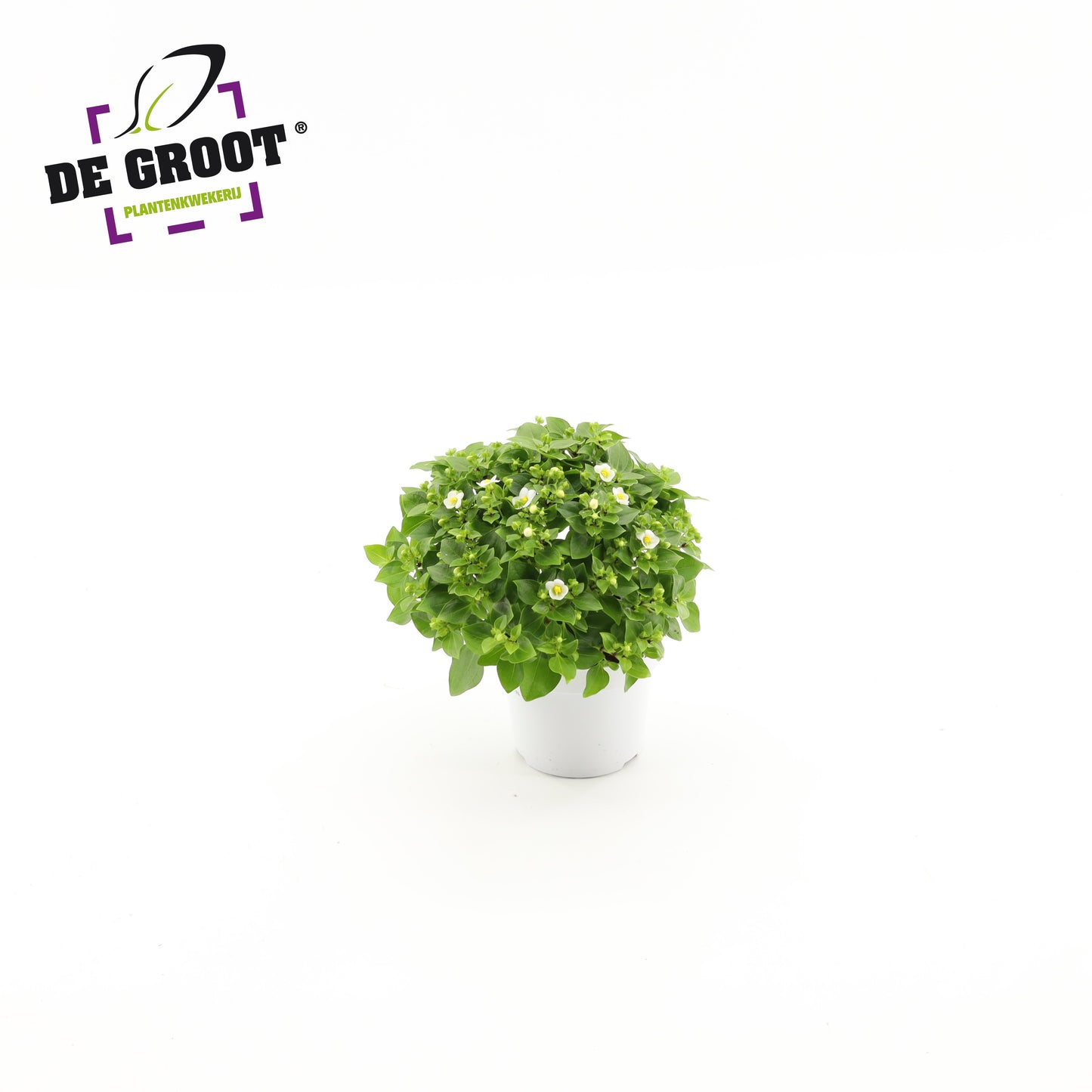 Exacum aff. White Star 20cm 12cm Pot