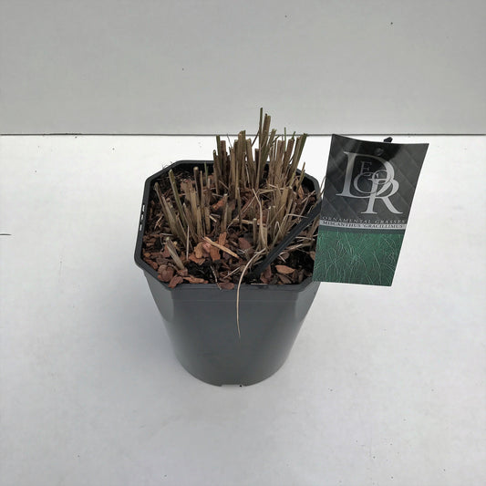 Miscanthus sin. Gracillimus 70cm 23cm Pot