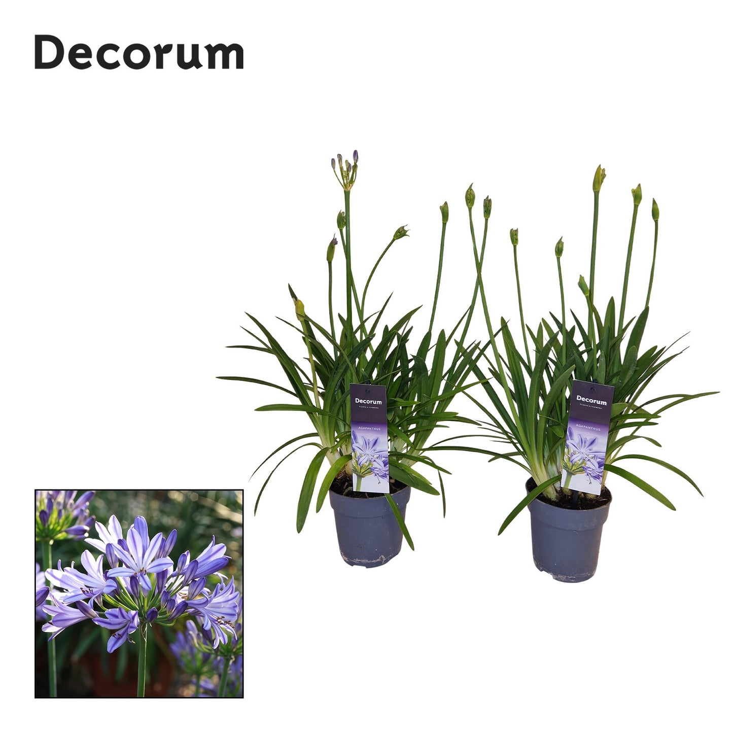 Agapanthus Charlotte 50cm 12cm Pot