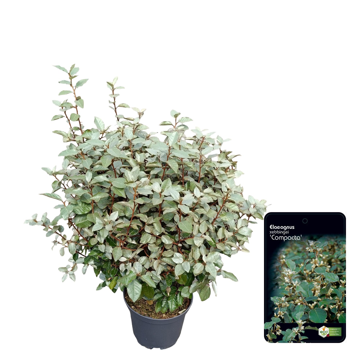 Elaeagnus Compacta 95cm 28cm Pot