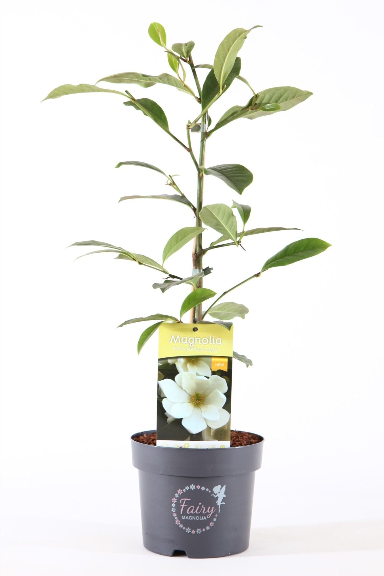 Michelia Fairy Magnolia Cream 50cm 19cm Pot