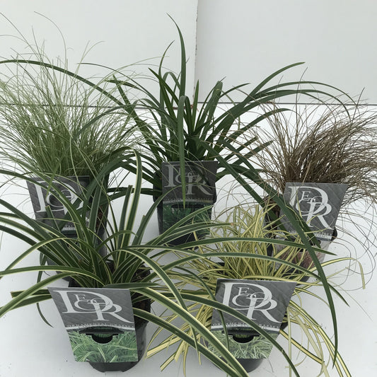 Carex mix 25cm 13cm Pot