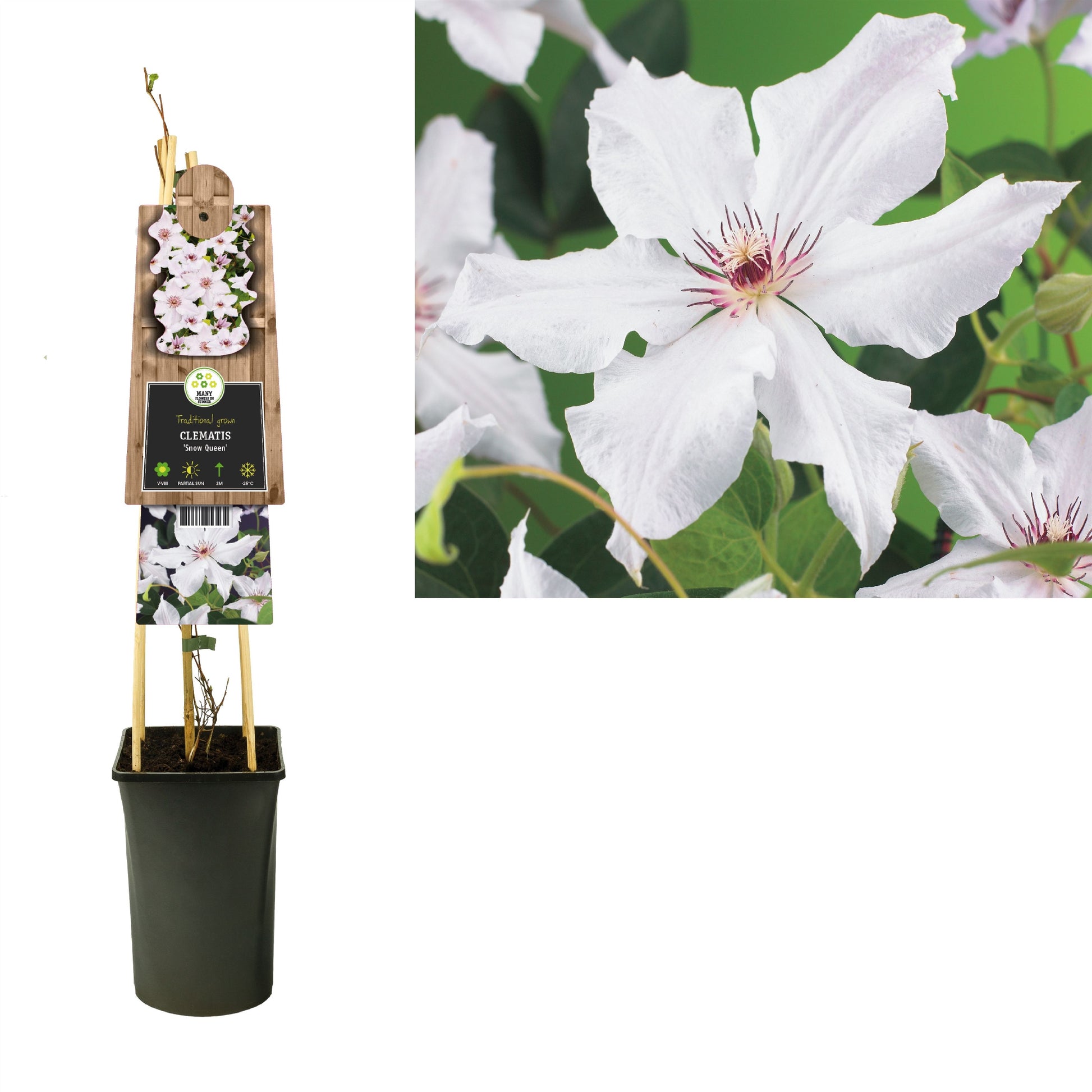 Clematis pat. Snow Queen 75cm 17cm Pot