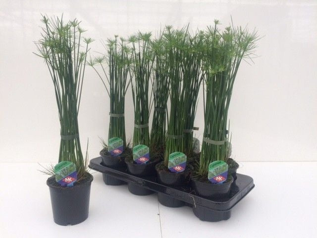 Cyperus haspan 50cm 12cm Pot