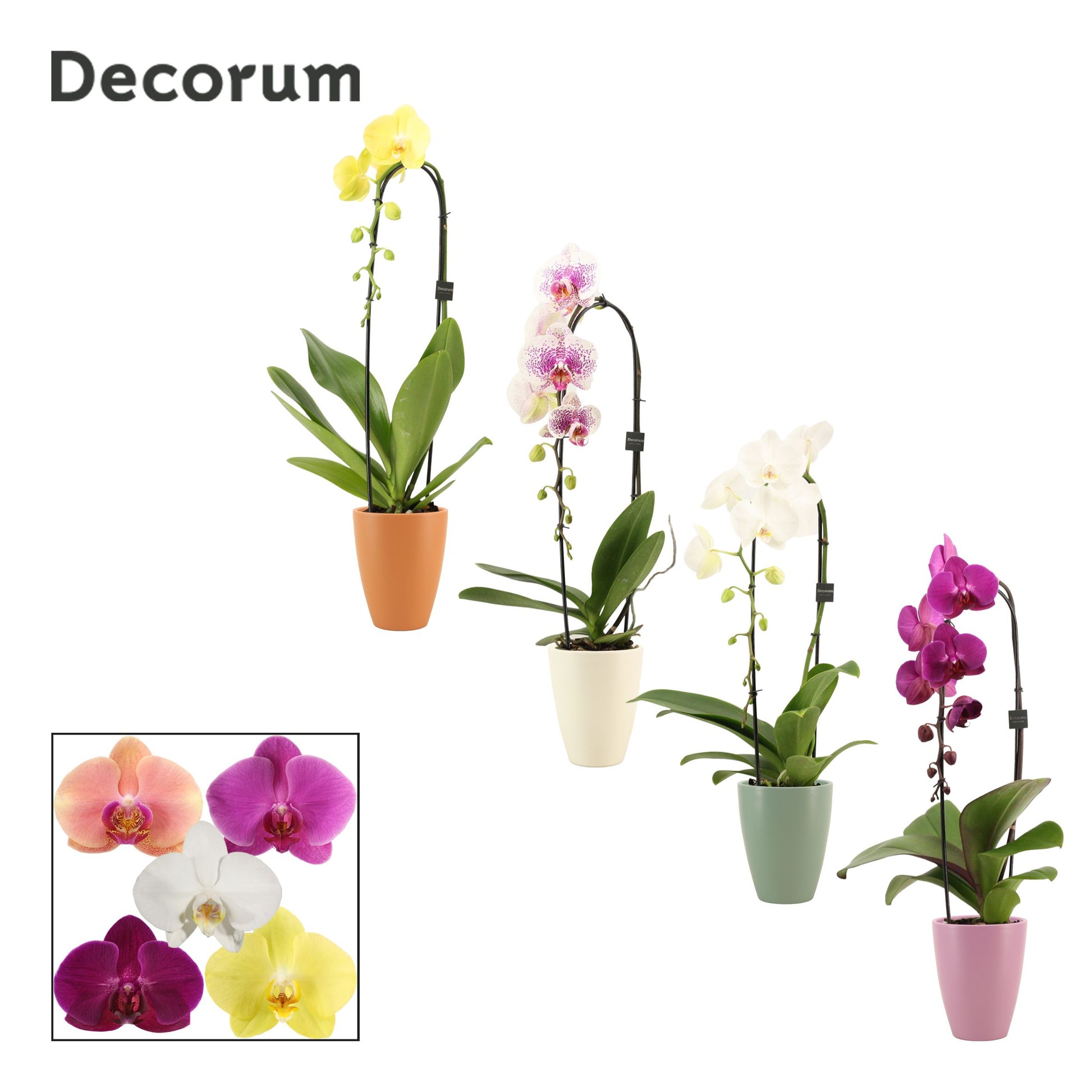 Phalaenopsis mix cascade (+ drp.Carly) 55cm 12cm Pot