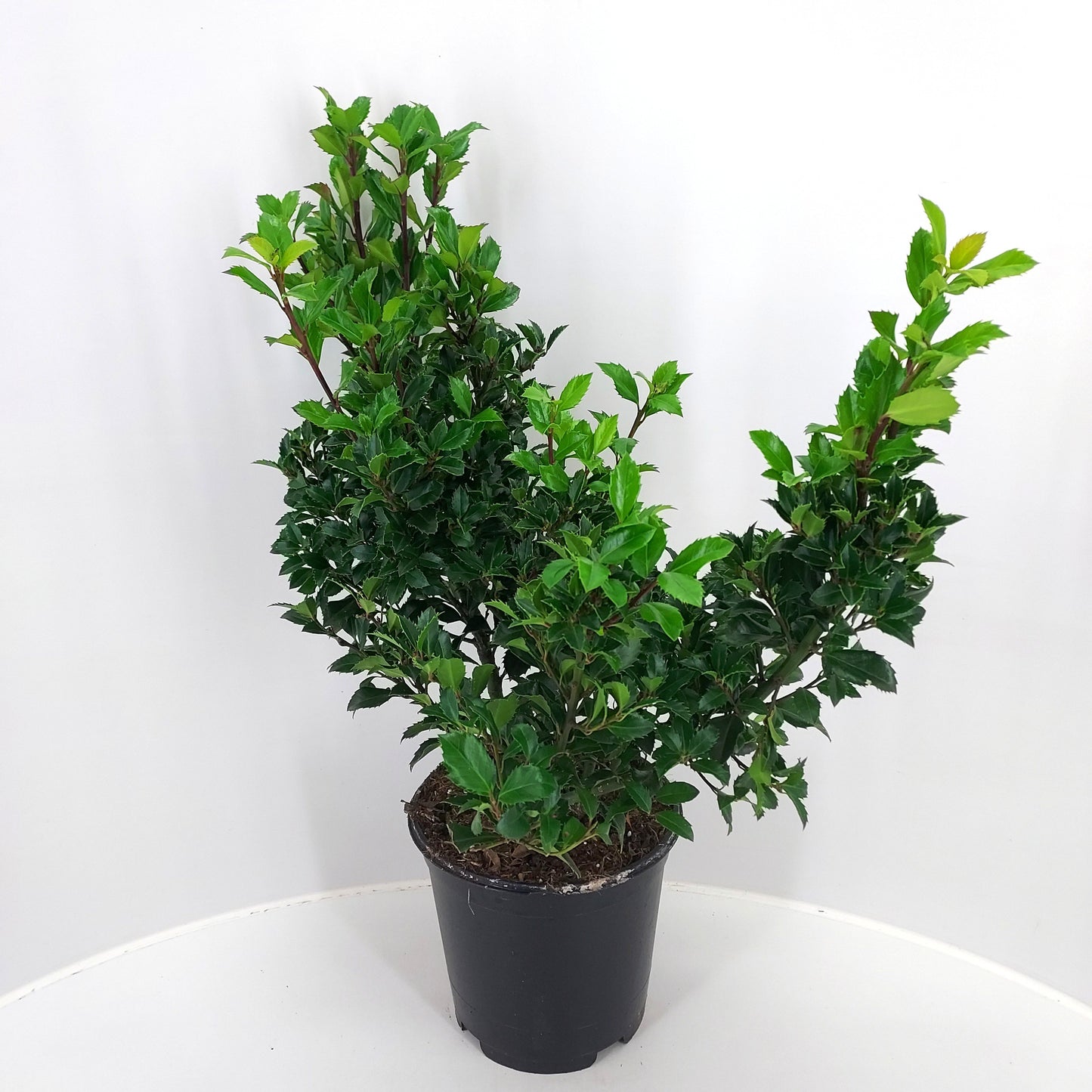 Ilex mes. Heckenstar 60cm 21cm Pot