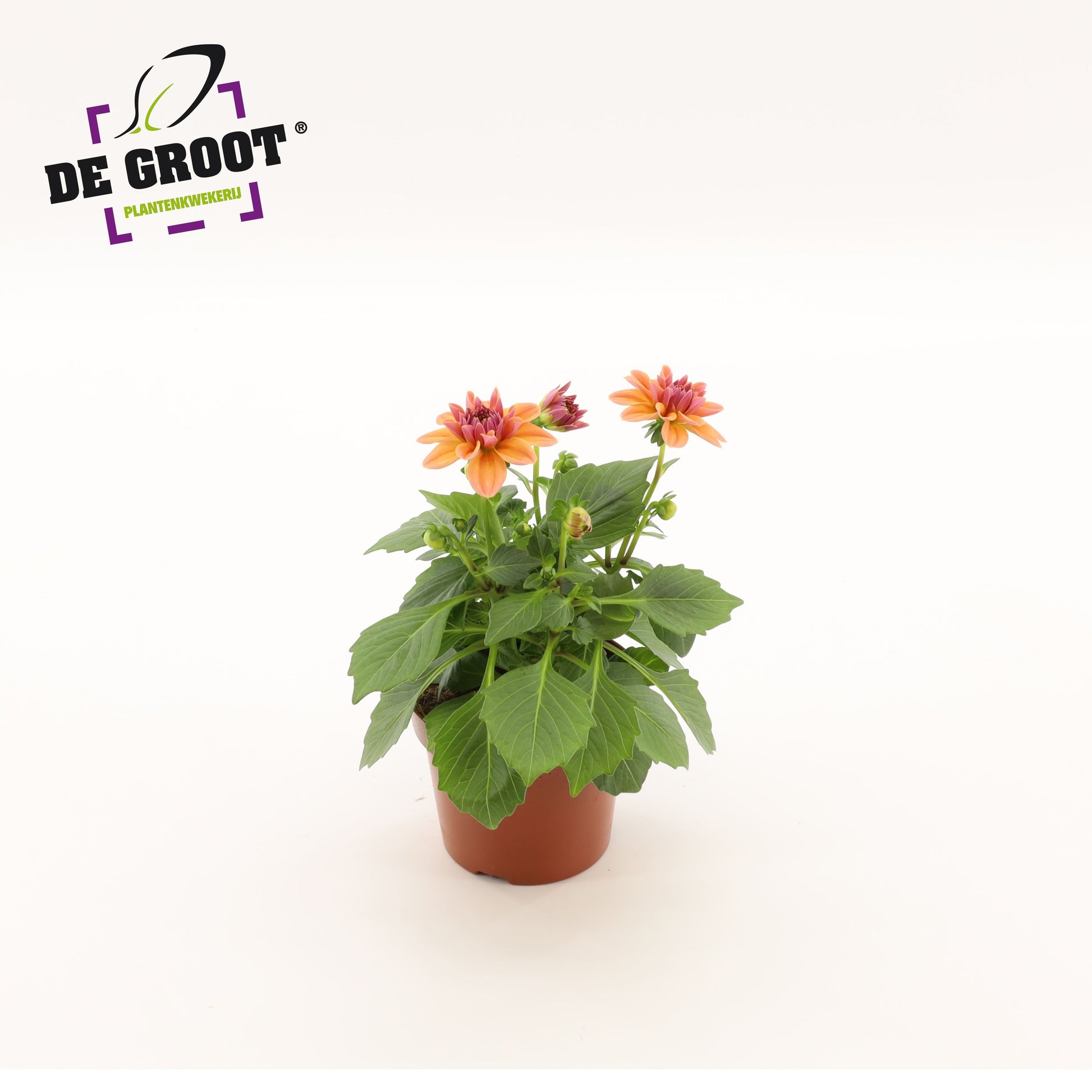 Dahlia salmon 25cm 12cm Pot
