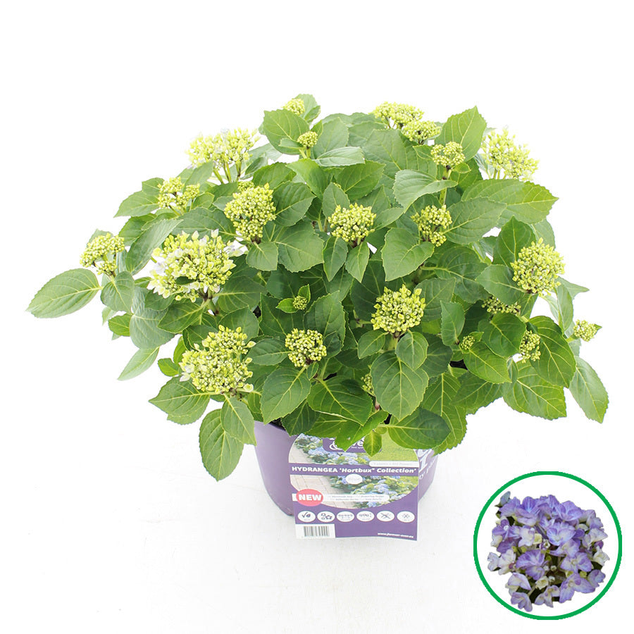 Hydr. Mac. F&E Hortibux blue 35cm 23cm Pot
