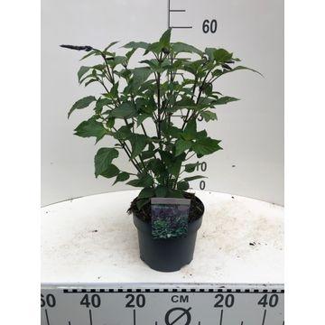 Salvia officinalis 34cm 19cm Pot
