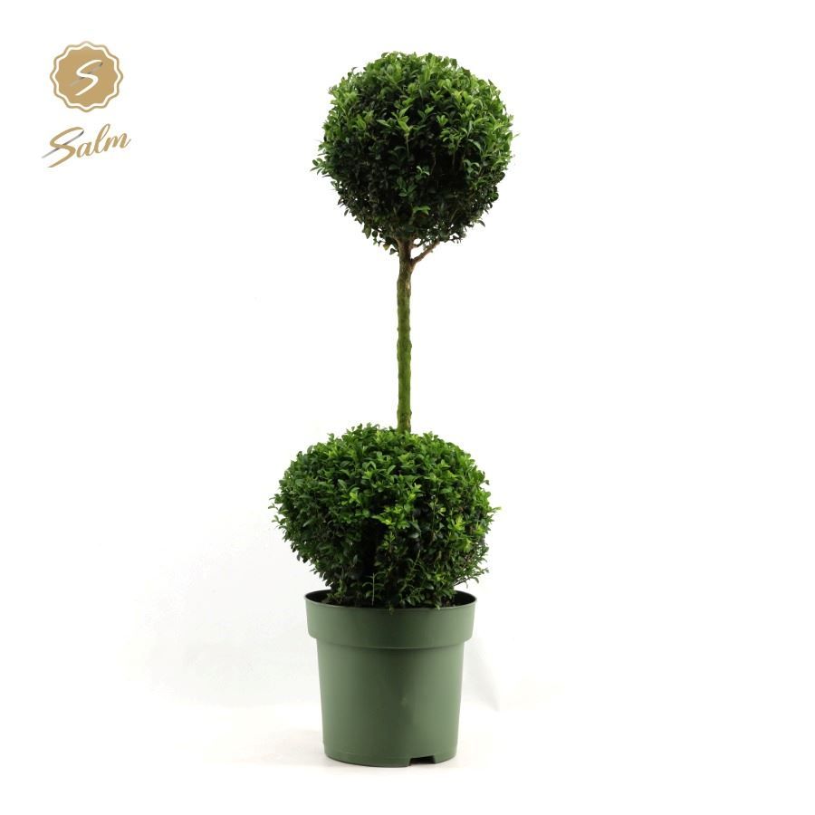 Buxus sempervirens duo ball 95cm 27cm Pot